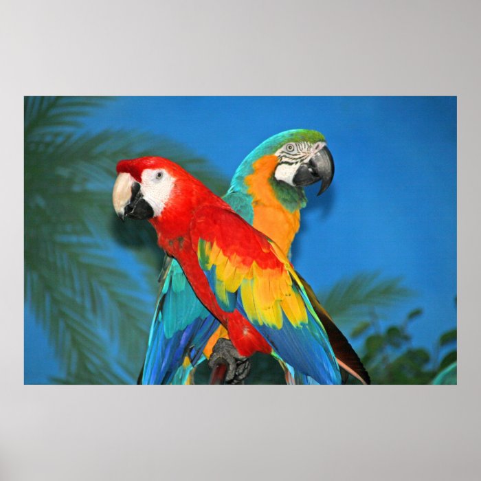 X marks the Parrots Posters