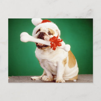 X-mas bulldog with x-mas hat and bone postcard