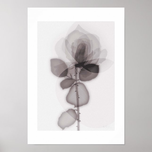 X-ray Botanical Art - Rose Poster (Front)