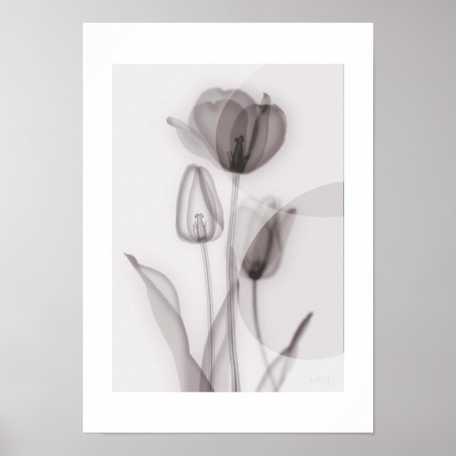  X-ray Botanical Art - Tulip Poster (Front)