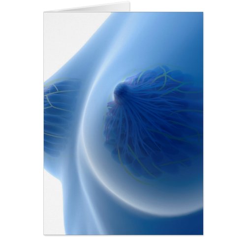 X_Ray Image Of Female Breast Anatomy