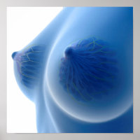 The Female Breast Poster