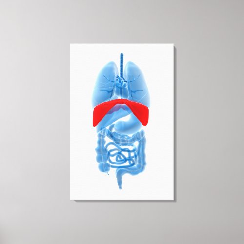 X_Ray Image Of Internal Organs With Diaphragm Canvas Print