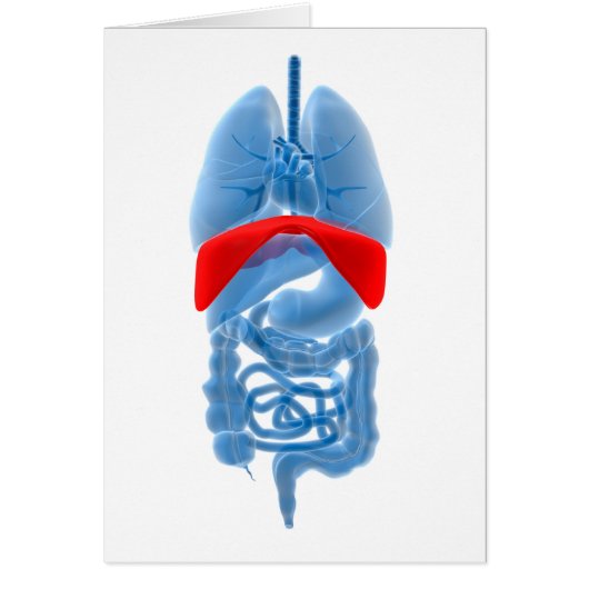 X-Ray Image Of Internal Organs With Diaphragm Cards (Front)