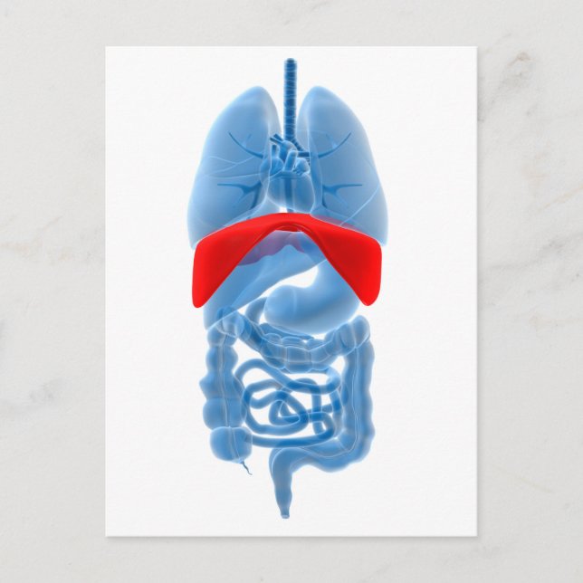X-Ray Image Of Internal Organs With Diaphragm Postcard (Front)