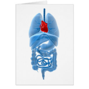 X-Ray Image Of Internal Organs With Heart Cards