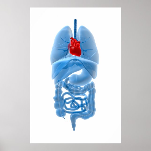 X-Ray Image Of Internal Organs With Heart Poster (Front)