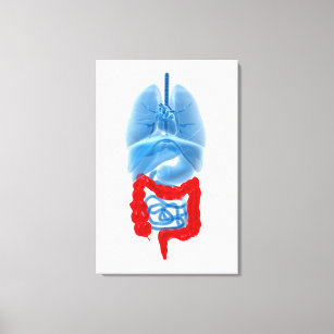 X-Ray Image Of Internal Organs With Large Canvas Print