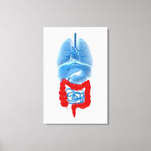 X_Ray Image Of Internal Organs With Large Canvas Print