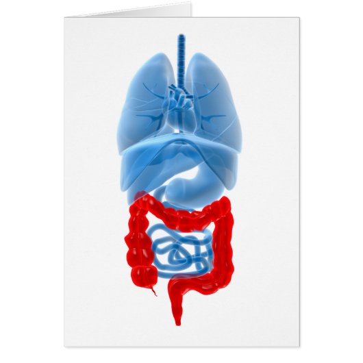X-Ray Image Of Internal Organs With Large Cards (Front)