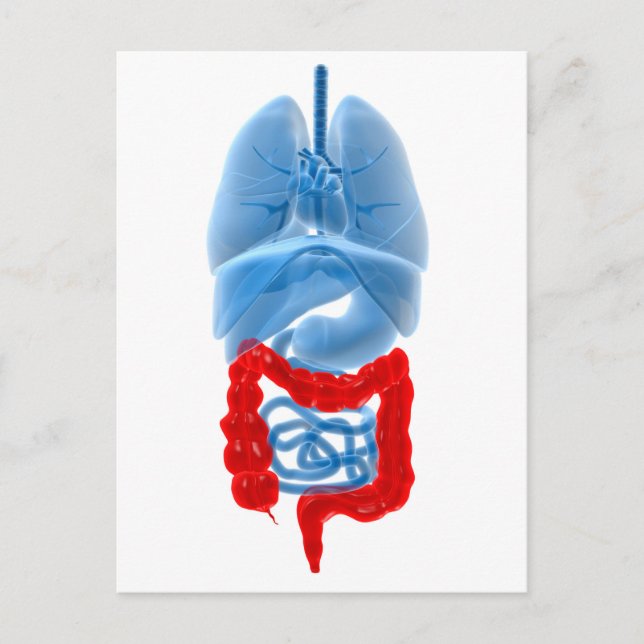 X-Ray Image Of Internal Organs With Large Postcard (Front)