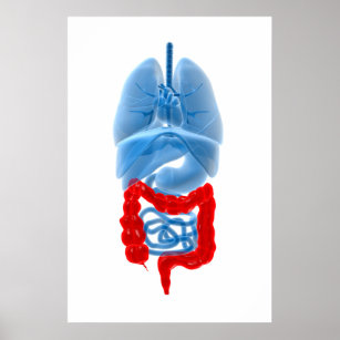 X-Ray Image Of Internal Organs With Large Poster