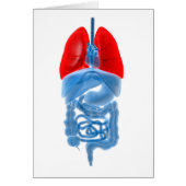 X-Ray Image Of Internal Organs With Lungs (Front)