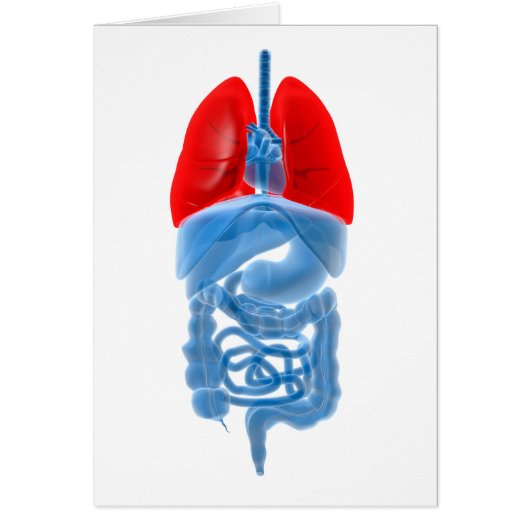X-Ray Image Of Internal Organs With Lungs Cards (Front)