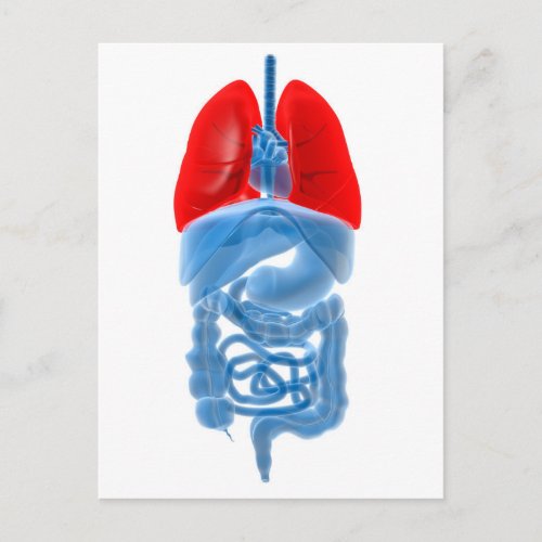 X_Ray Image Of Internal Organs With Lungs Postcard