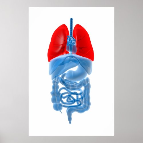 X_Ray Image Of Internal Organs With Lungs Poster