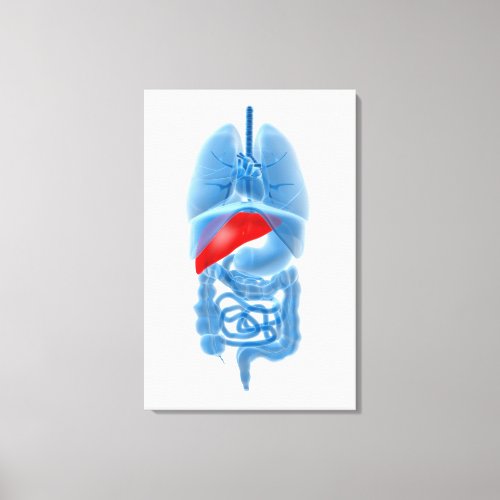 X_Ray Image Of Internal Organs With Pancreas Canvas Print