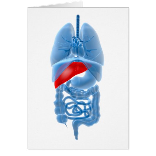 X-Ray Image Of Internal Organs With Pancreas Cards (Front)