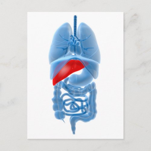 X_Ray Image Of Internal Organs With Pancreas Postcard