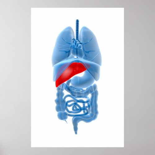 X_Ray Image Of Internal Organs With Pancreas Poster