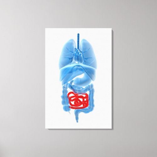 X_Ray Image Of Internal Organs With Small Canvas Print