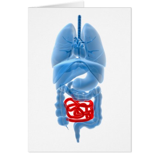 X-Ray Image Of Internal Organs With Small Cards (Front)