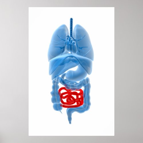 X_Ray Image Of Internal Organs With Small Poster