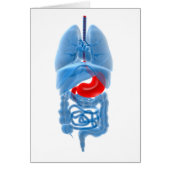 X-Ray Image Of Internal Organs With Stomach (Front)