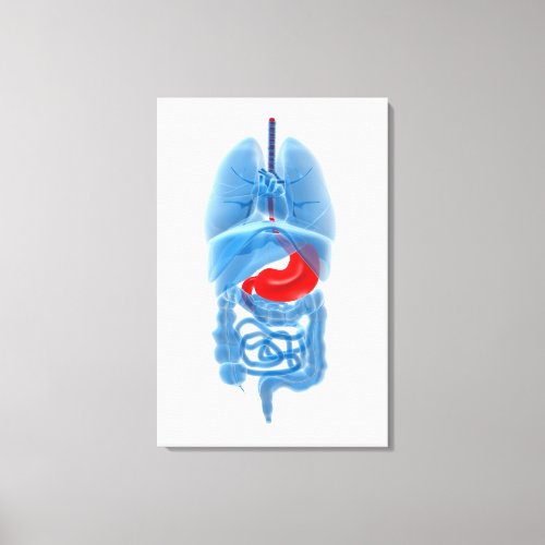 X_Ray Image Of Internal Organs With Stomach Canvas Print