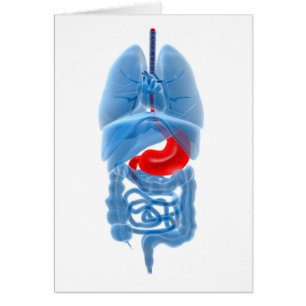 X-Ray Image Of Internal Organs With Stomach Cards