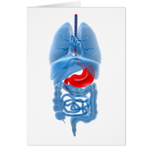 X-Ray Image Of Internal Organs With Stomach Cards (Front)