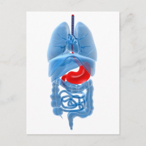 X_Ray Image Of Internal Organs With Stomach Postcard