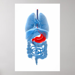 X-Ray Image Of Internal Organs With Stomach Poster