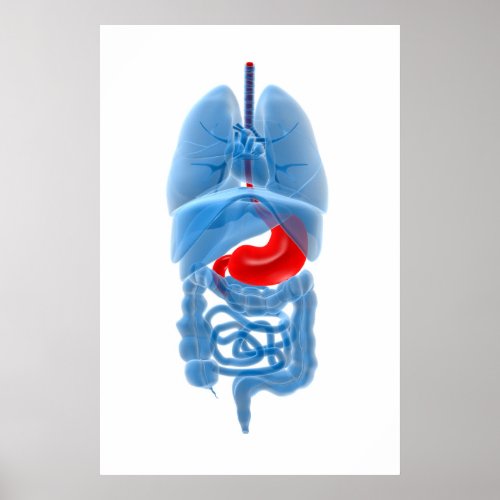 X_Ray Image Of Internal Organs With Stomach Poster