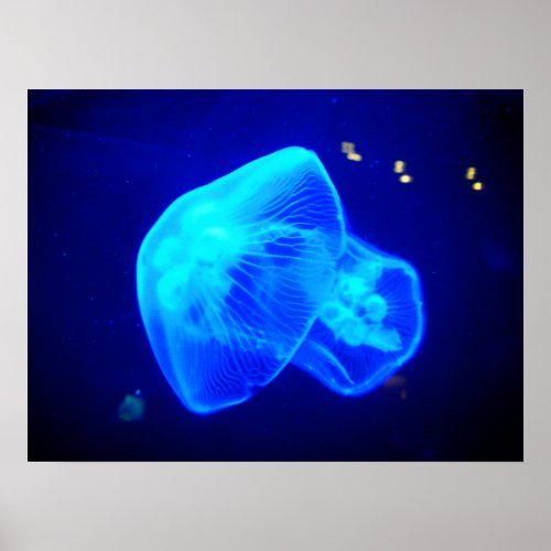 X_Ray Jellyfish Poster