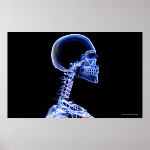 X_ray of the bones in the neck poster