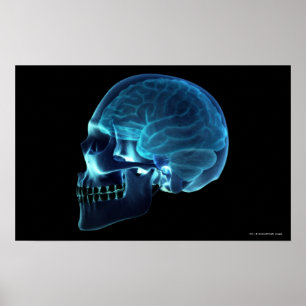 X-ray of the brain inside a skull poster
