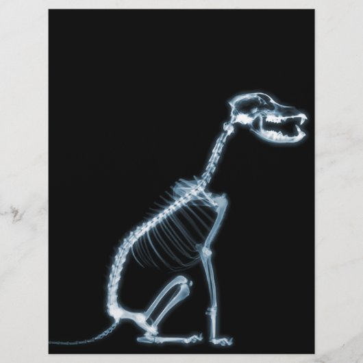 X-RAY SKELETON DOG SITTING - BLUE & BLACK (Front)