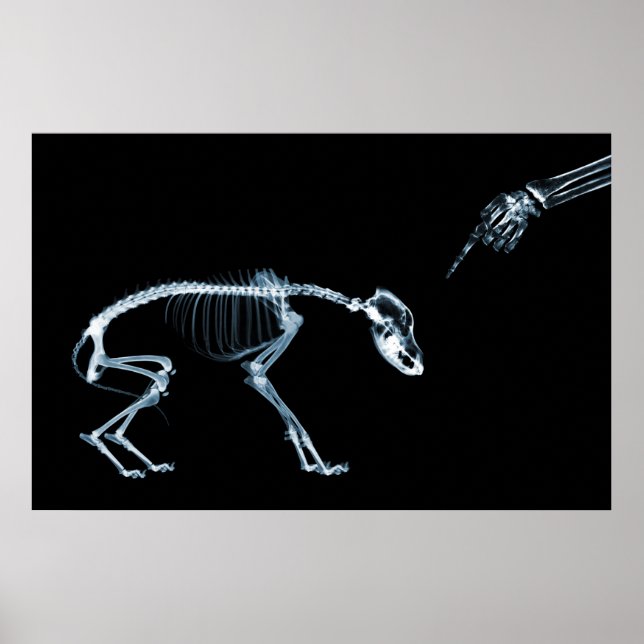 X-Ray Skeletons Blue Bad Dog Poster (Front)