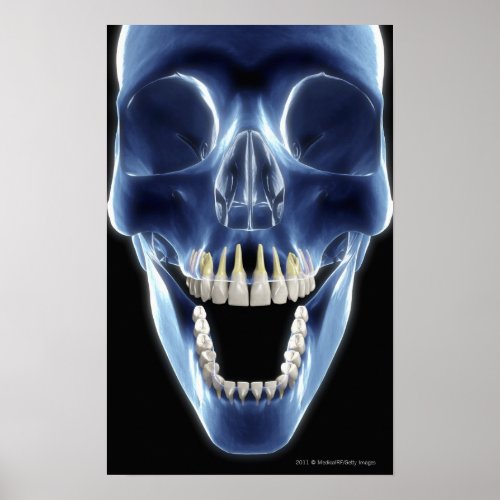 X_ray style look at human teeth poster