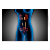 X-Ray View Of Female Body With Reproductive (Front Horizontal)