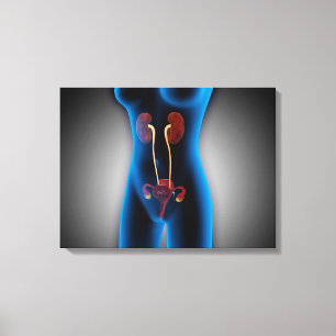 X-Ray View Of Female Body With Reproductive Canvas Print