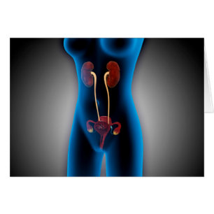 X-Ray View Of Female Body With Reproductive Cards