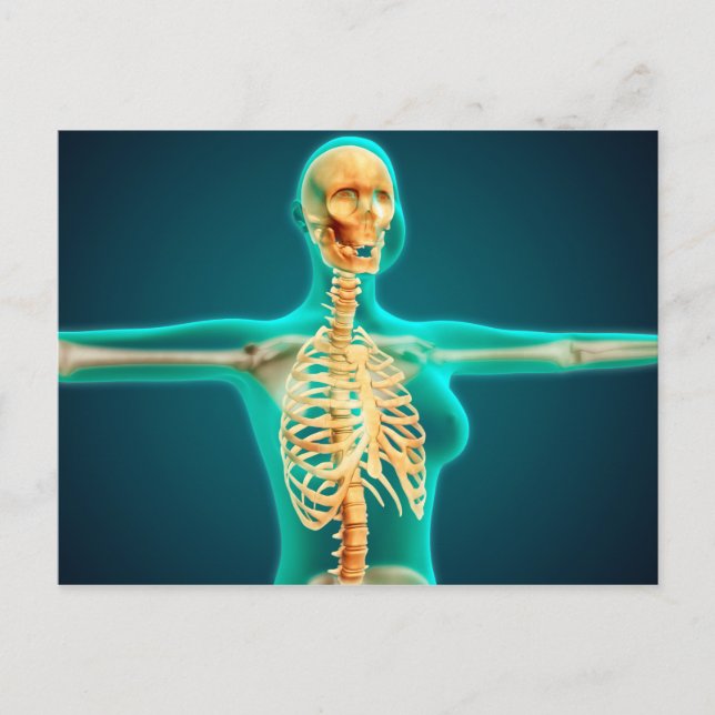 X-Ray View Of Female Upper Body Showing Rib Cage Postcard (Front)