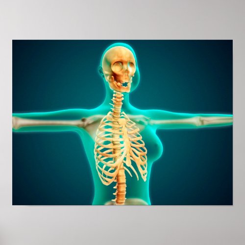 X_Ray View Of Female Upper Body Showing Rib Cage Poster