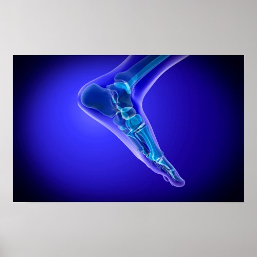 X_Ray View Of Human Foot 3 Poster