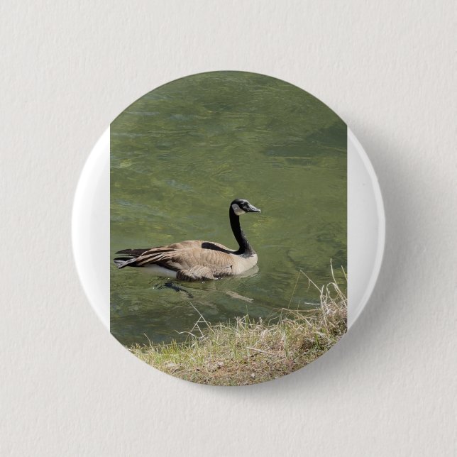 xcvdvdf button (Front)
