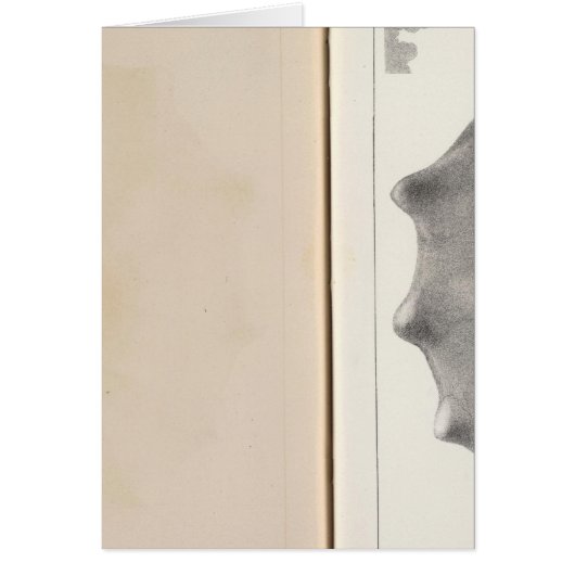 XIX Cretaceous (Front)