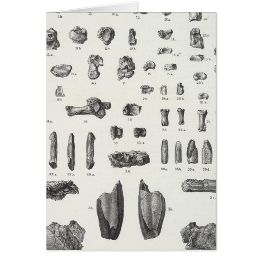 XL Tomitherium, Esthonyx, Ectoganus Cards (Front)