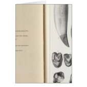 XLVI Coryphodon (Front)